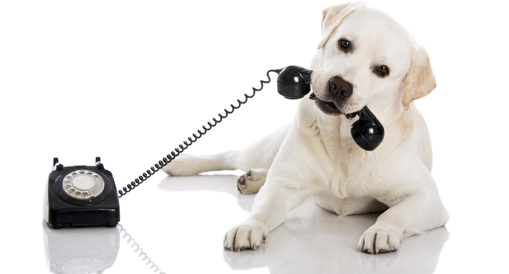 Labrador mit Telefon im Maul